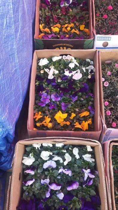 газанія, обріета, маргаритка, квіти оптом, доставка Київ\Троєщина