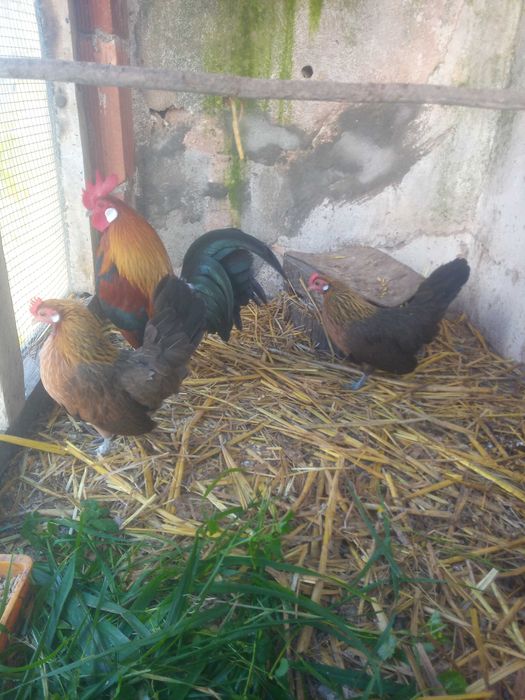 Ovos galados de galinhas de raça e patos mediante encomenda