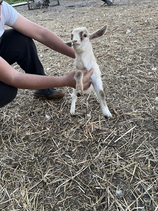 Tenho cabras anas para venda 2 machos