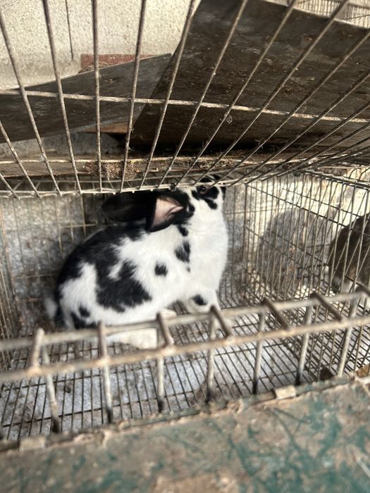 Coelhos cruzados de borboleta com gigantes