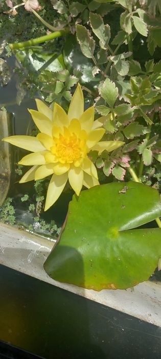 Disponíveis plantas para lagos