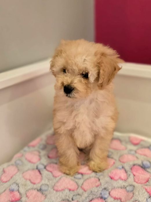 Piesek maltipoo!