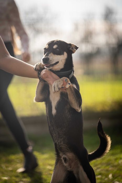 Młodziutki Rysiu szuka domu!