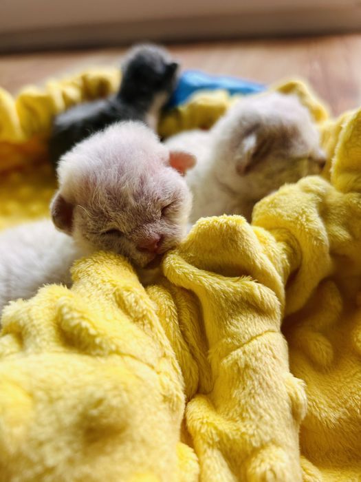 Kocur Devon Rex Wolny