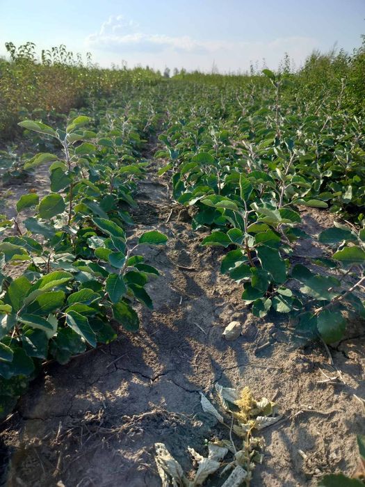 Ірга Канадська крупноплідна і Ханнівуд (трирічні і однорічні саджанці)