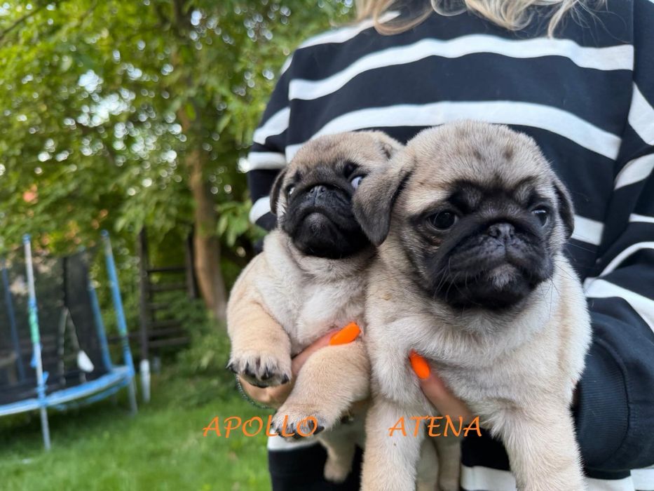 Mops Mopsik Mops