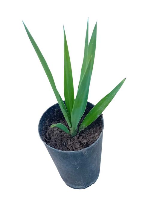 Yucca a'rvore em vaso