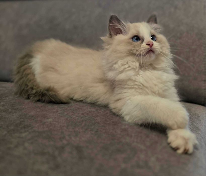 kotka ragdoll urodzona 11 marca