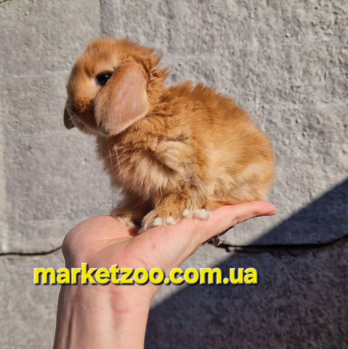 Mini Lop — розумний джентльмен у світі карликових кроликів