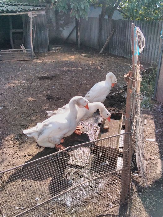 Продається сімья гусей