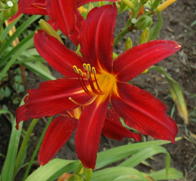 LILIOWIEC CRIMSON PIRATE - sadzonki w doniczkach !