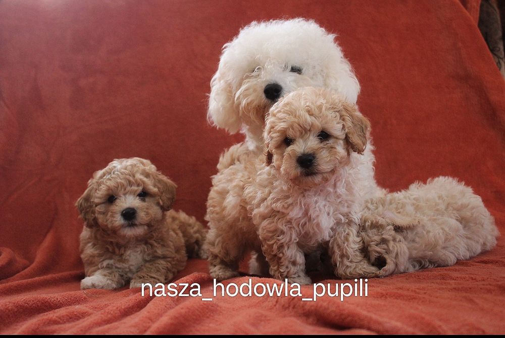 Bichpoo  pudel toy x Bichon frise