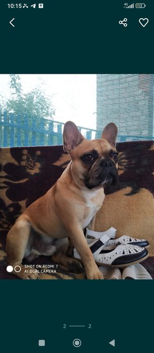 Красунчик для в'язки, шукаю наречену