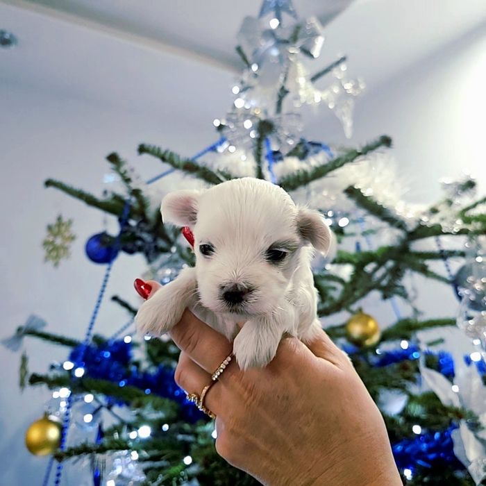 Sunia rasy Maltańczyk  z rodowodem wielopokoleniowym