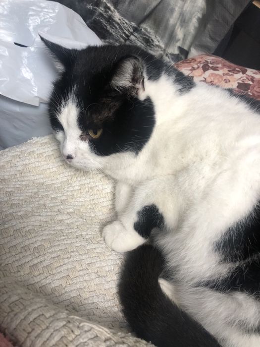 Kicia czeka na swój wymarzony dom