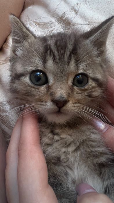 Кошеня в добрі руки