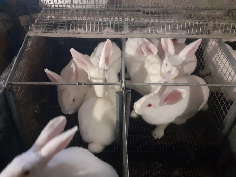 Продаються кролики