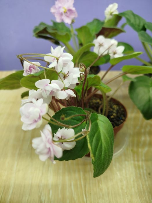 Фіалка для дому кімнати