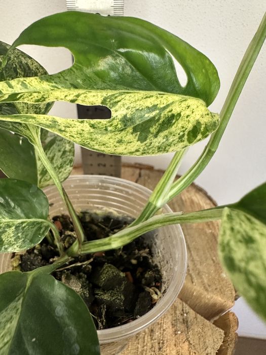 Епіпремнум Epipremnum White Marble