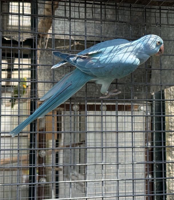 Ring Neck Azul/Cc 2026 Macho