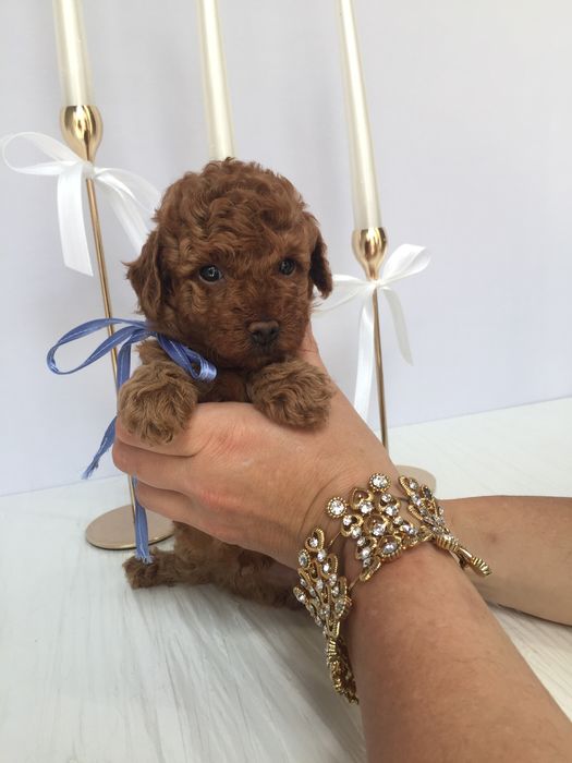 Залишилось всього 3 Чарівні Той-Пуделя