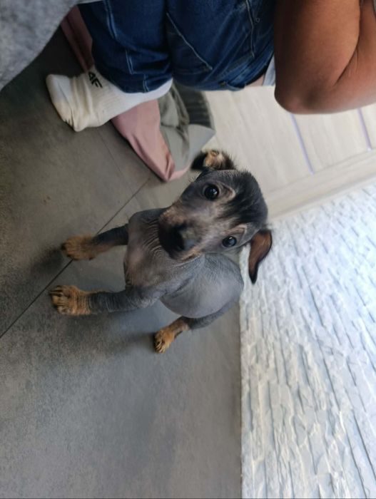 Nagi pies peruwiański,  nie mexykański, grzywacz chiński