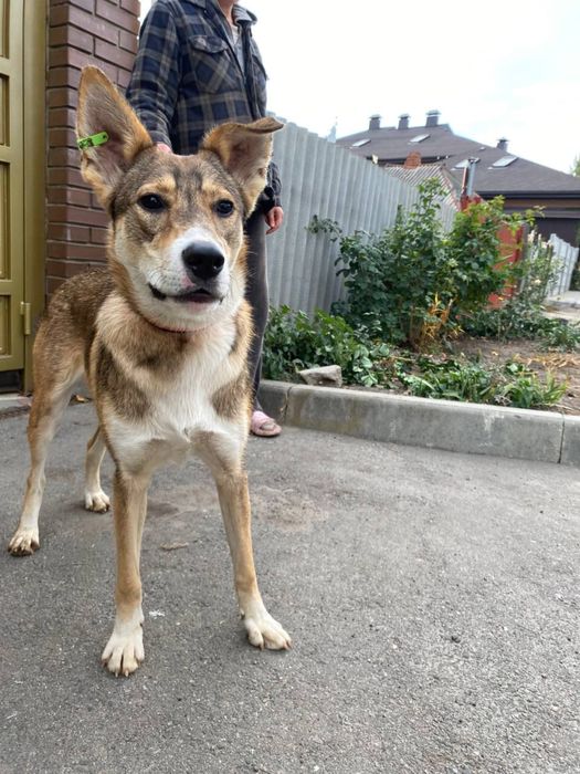 Sos! Терміново ПОТРІБЕН дім!