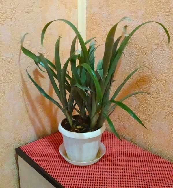 Цветок Бильбергия (Queen's Tears)