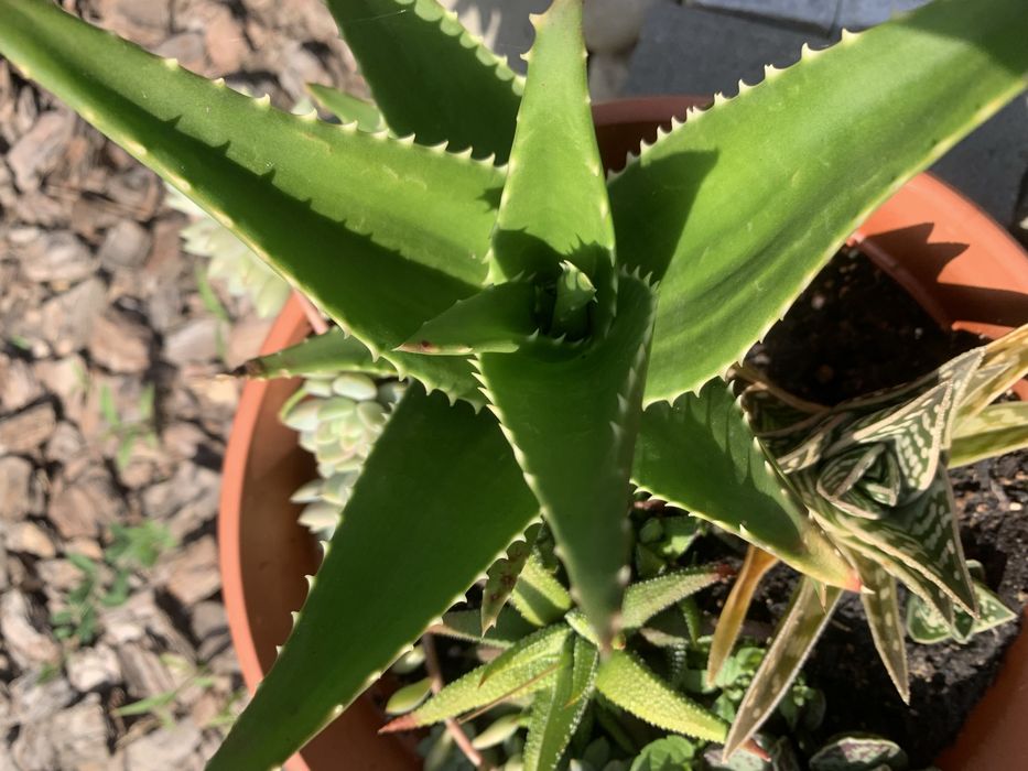 Продам кімнатні рослини