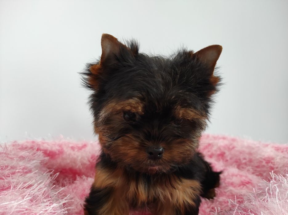 Yorkshire z rodowodem