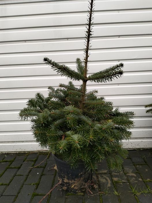 Świerk pospolity w donicy