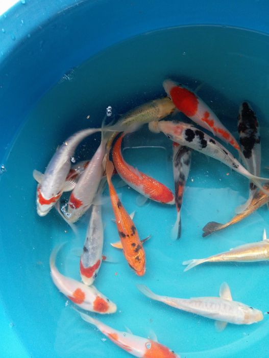 Carpas koi vários tamanhos