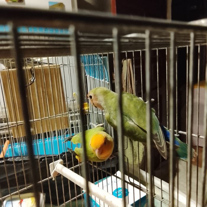 Vendo casal Agapornis