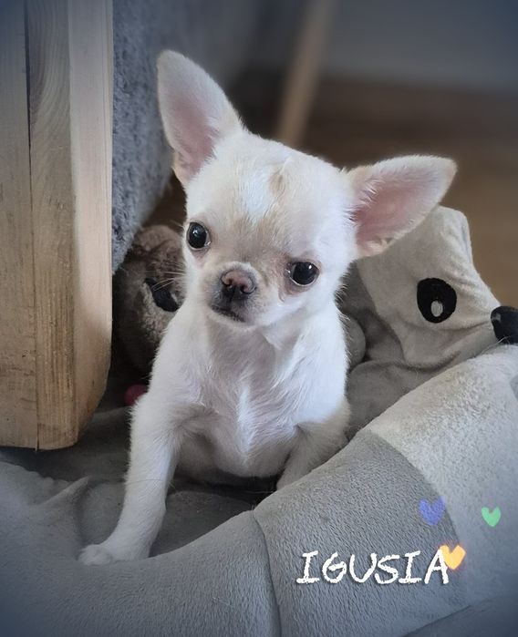 Chihuahua Igusia XS IDEALNA