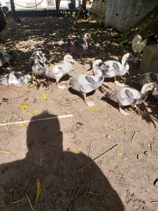 Vendemos patos grandes e pequenos