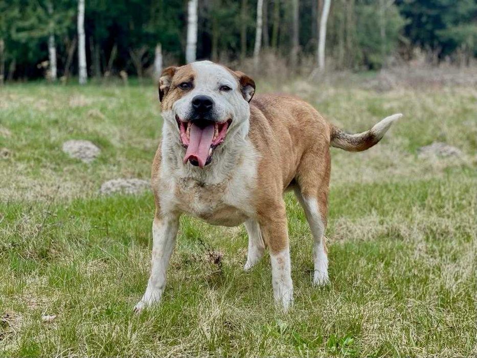 BATON - wesoły psiak w typie TTB szuka domku :)