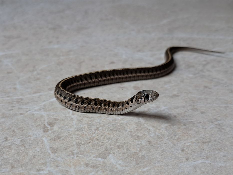 Wąż pończosznik miniaturka Thamnophis scaliger cb25