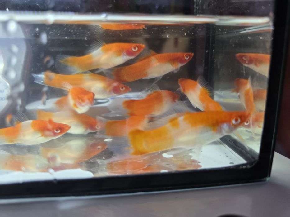Mieczyk Koi - dorosłe
