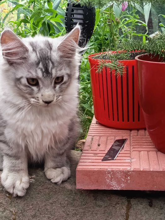Kotky Maine Coon