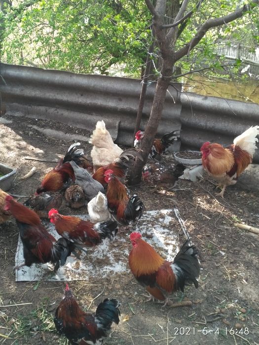 Півні (Корольки)