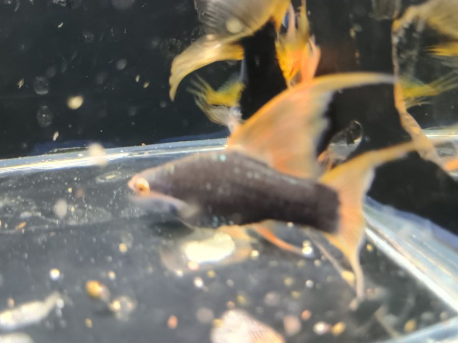 SAMICE Mieczyka HAMBURG LIRA  Xiphophorus helleri HAMBURGI