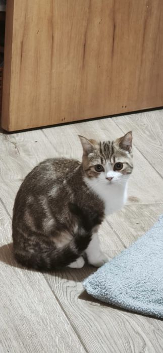 Scottish  gatinho disponível