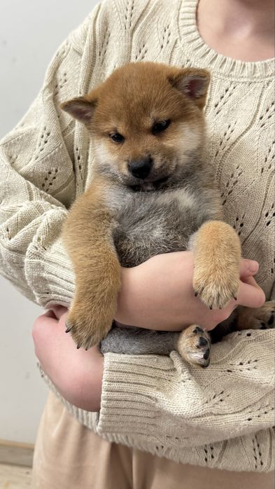 Красиві цуценята сіба іну, шиба