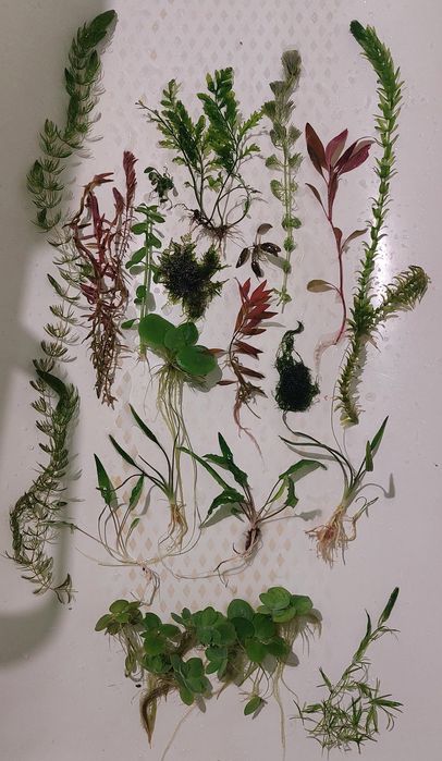 Папороті,анубіаси,рослини