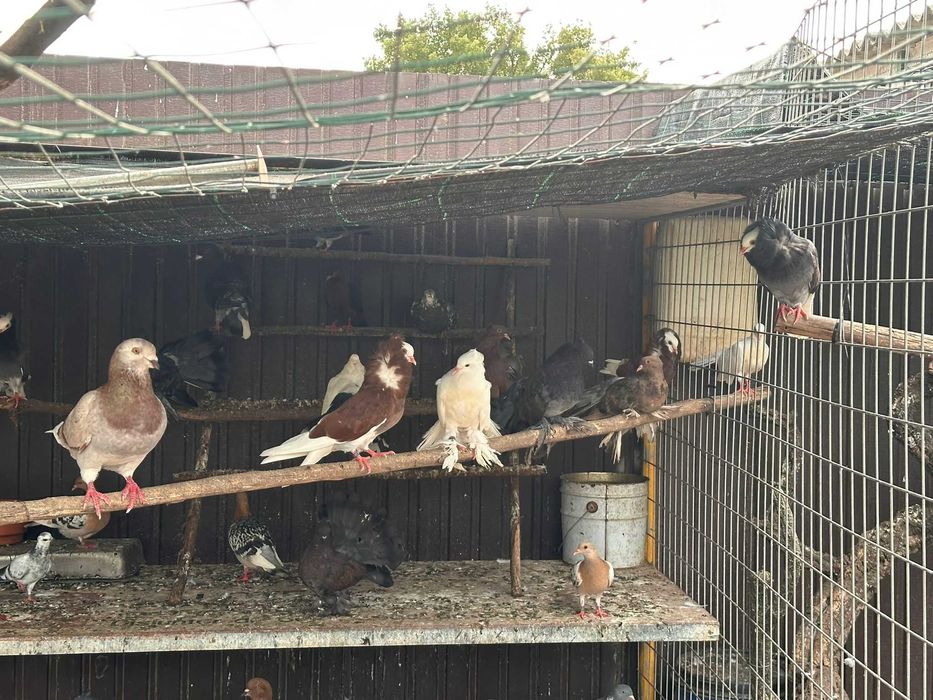 Pombos várias raças