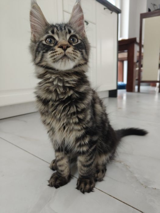 Maine coon  kocurek FPL