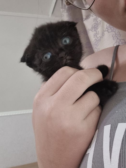 продаю котик хлопчик