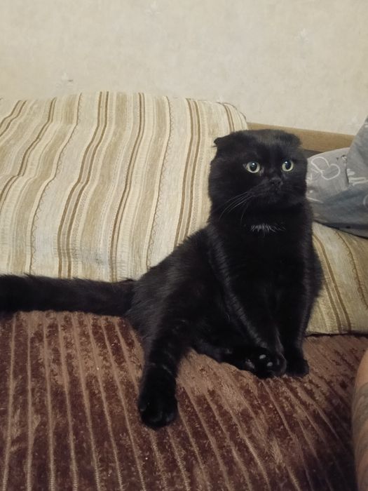 Котик для злучки