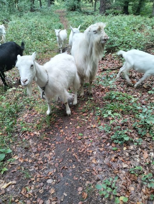 Цап ламанча  на плем'я.