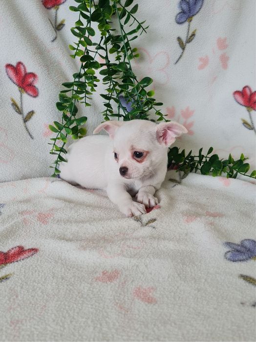 Excecional mini Chihuahua/Chiuaua de Qualidad,LinhagemRussa